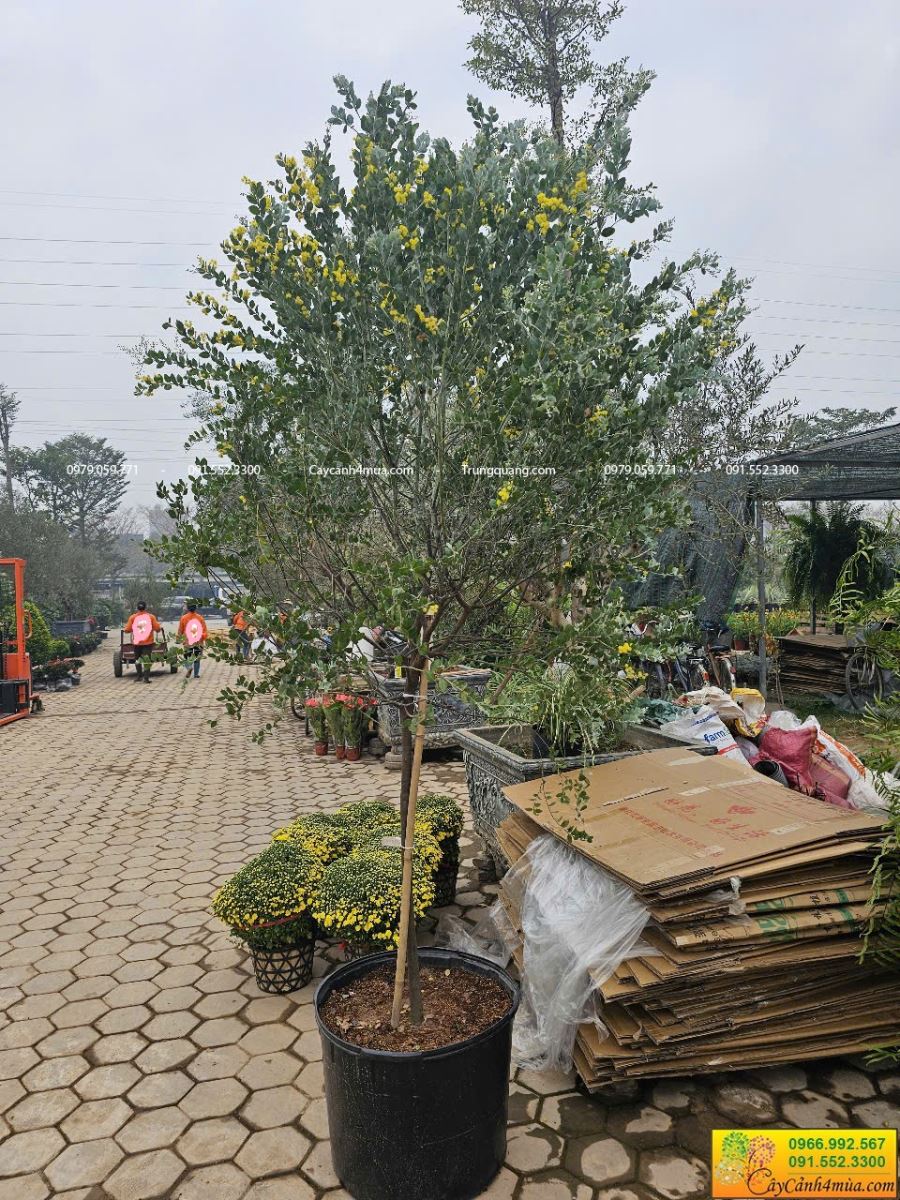 mimosa dáng tree
